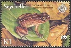 Thomasset's Frog (Nesomantis thomasseti)