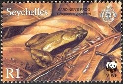 Gardiner's Frog (Sooglossus gardineri) 