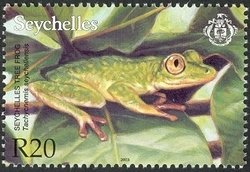 Seychelles Treefrog (Tachycnemis seychellensis)