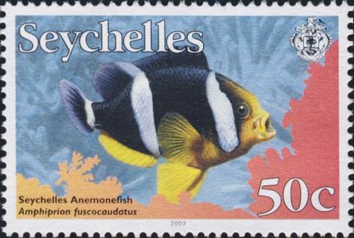 Seychelles Anemonefish (Amphiprion fuscocaudatus)