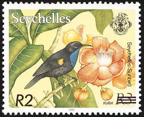 Seychelles Sunbird (Cinnyris dussumieri)