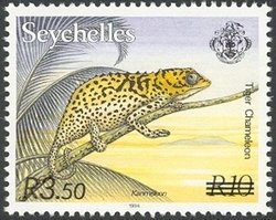 Seychelles Tiger Chameleon (Chamaeleo tigris) 