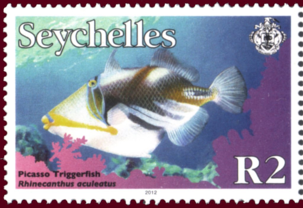 Lagoon Triggerfish (Rhinecanthus aculeatus)