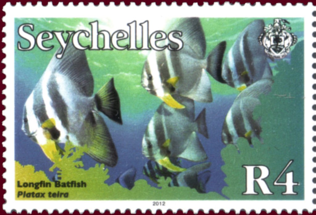 Longfin Batfish (Platax teira)