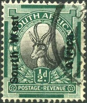 Springbok (Antidorcas marsupialis)