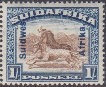 Wildebeest (Connochaetes sp.)