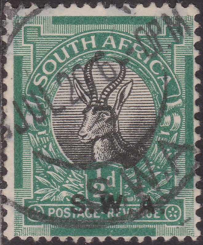 Springbok (Antidorcas marsupialis)