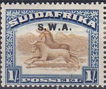 Wildebeest (Connochaetes sp.)