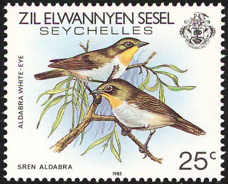 Malagasy White-eye (Zosterops maderaspatanus)