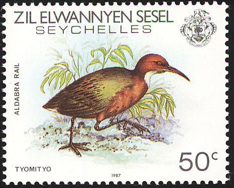 White-throated Rail (Dryolimnas cuvieri)