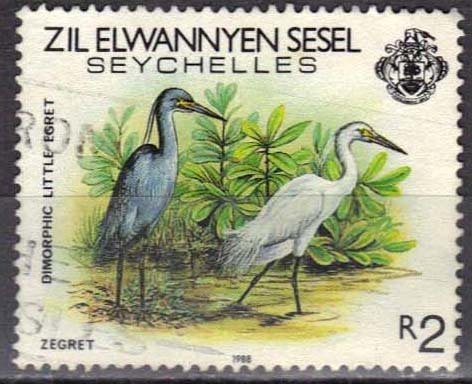 Dimorphic Egret (Egretta dimorpha)