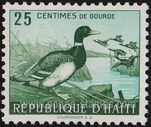Mallard (Anas platyrhynchos)