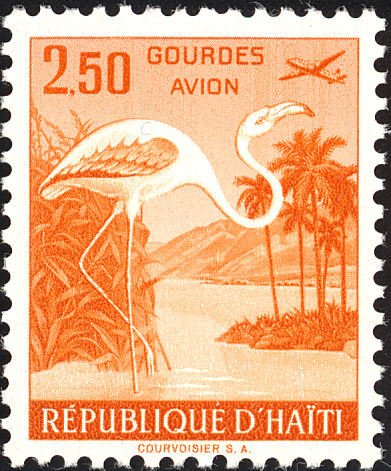 American Flamingo (Phoenicopterus ruber)