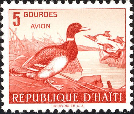 Mallard (Anas platyrhynchos)