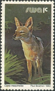 Black-backed Jackal (Canis mesomelas)
