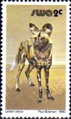 African Wild Dog (Lycaon pictus)