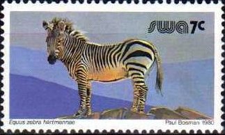 Hartmann's Mountain Zebra (Equus zebra hartmannae)