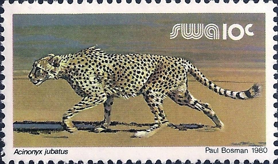 Cheetah (Acinonyx jubatus)