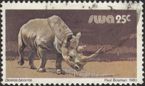 Black Rhinoceros (Diceros bicornis)