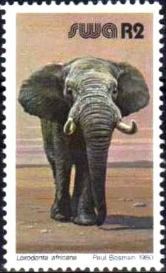 African Elephant (Loxodonta africana)