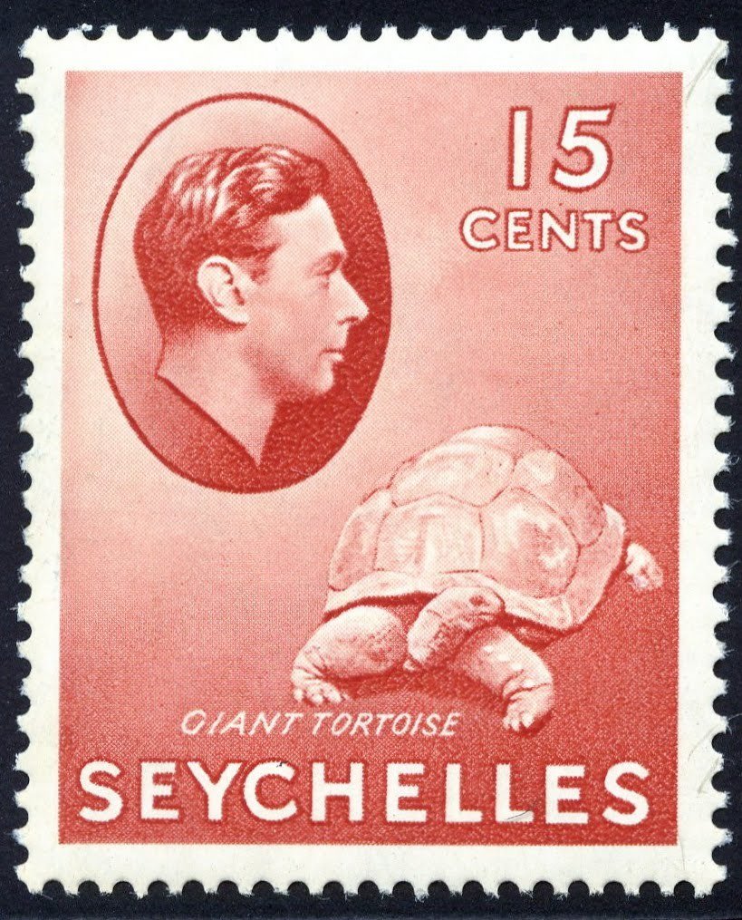 Aldabra Giant Tortoise (Aldabrachelys gigantea)