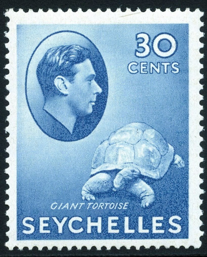 Aldabra Giant Tortoise (Aldabrachelys gigantea)