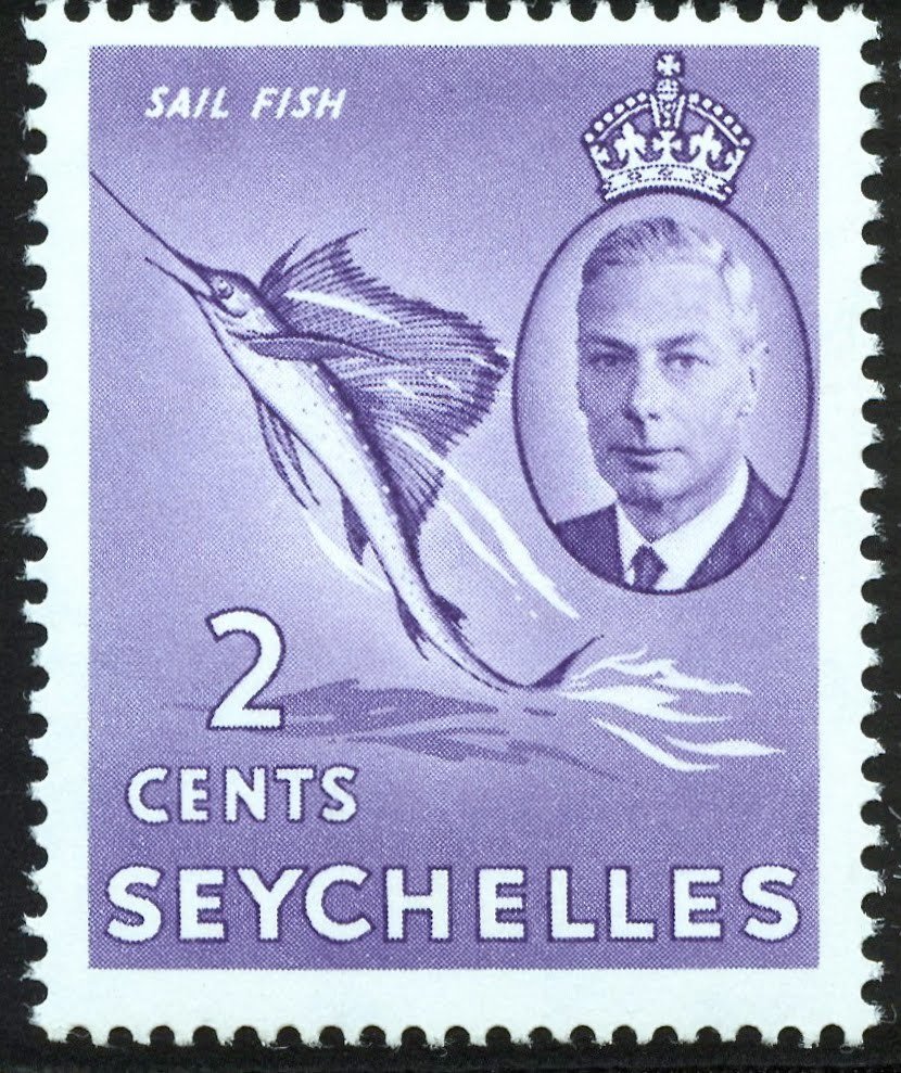 Indo-pacific Sailfish (Istiophorus platypterus)