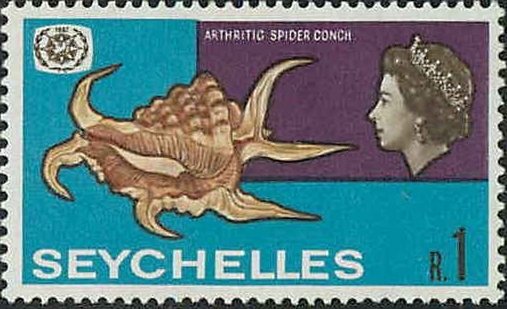Arthritic Spider Conch (Lambis arthritica) 