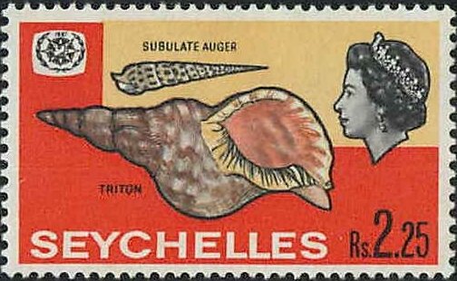 Chocolate Spotted Auger (Terebra subulata), Triton (Charonia