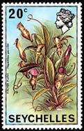Pitcher plant (Nepenthes pervillei)