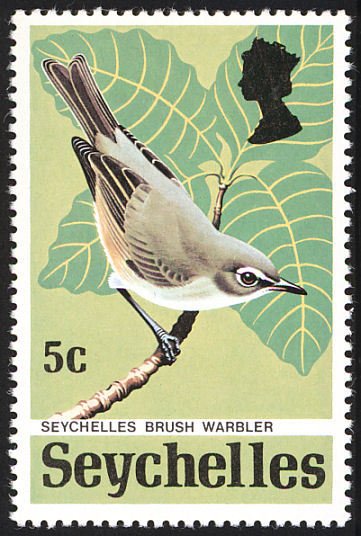Seychelles Brush-warbler (Acrocephalus sechellensis)