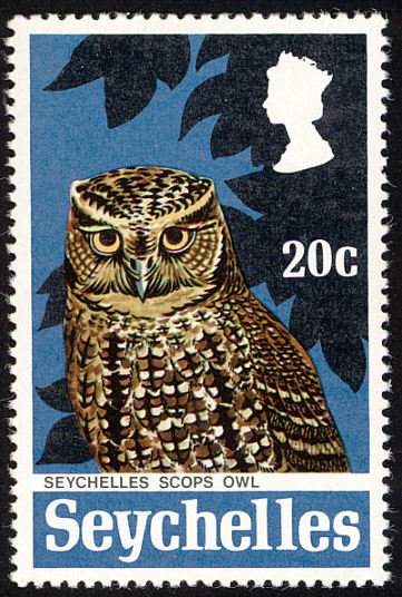 Seychelles Scops Owl (Otus insularis)