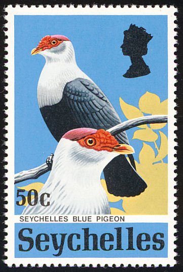 Seychelles Blue Pigeon (Alectroenas pulcherrima)