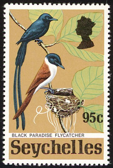Seychelles Paradise Flycatcher (Terpsiphone corvina)