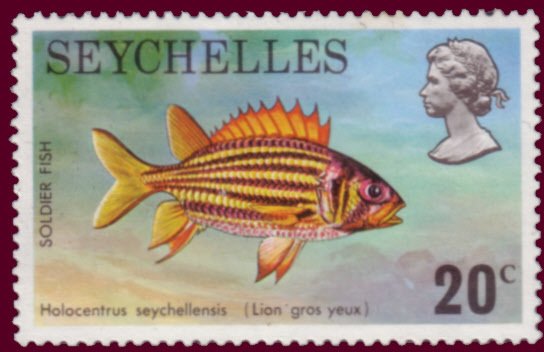 Soldierfish (Holocentrus seychellensis)