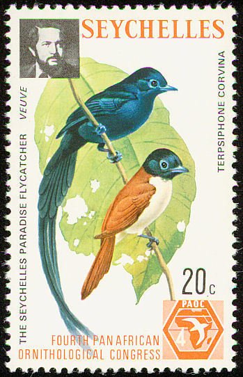 Seychelles Paradise Flycatcher (Terpsiphone corvina)