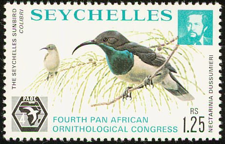 Seychelles Sunbird (Cinnyris dussumieri)