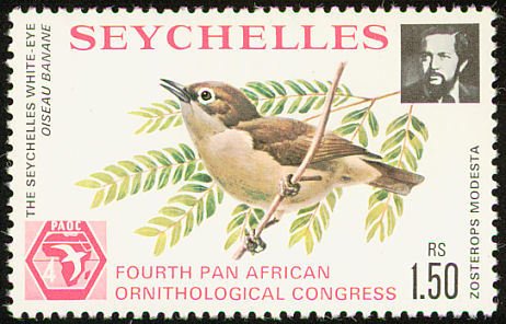 Seychelles White-eye (Zosterops modestus)