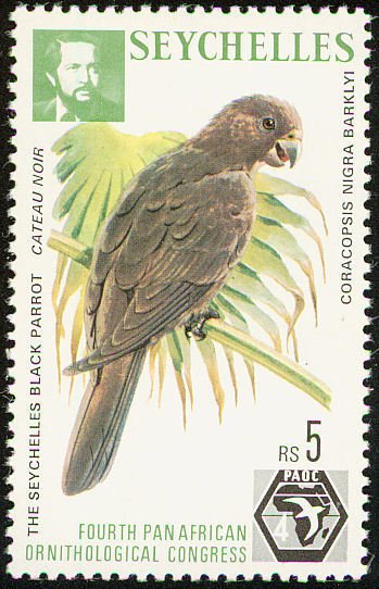 Lesser Vasa Parrot (Coracopsis nigra)