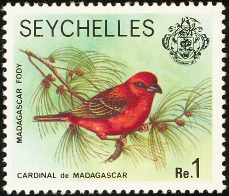 Madagascar Red Cardinal (Foudia madagascariensis)