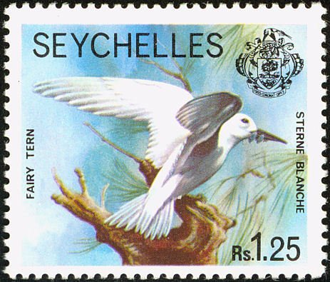 Fairy Tern (Sternula nereis)