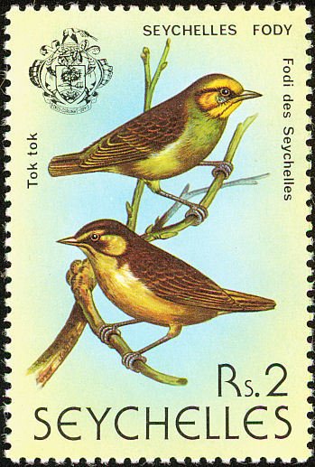 Seychelles Fody (Foudia sechellarum)