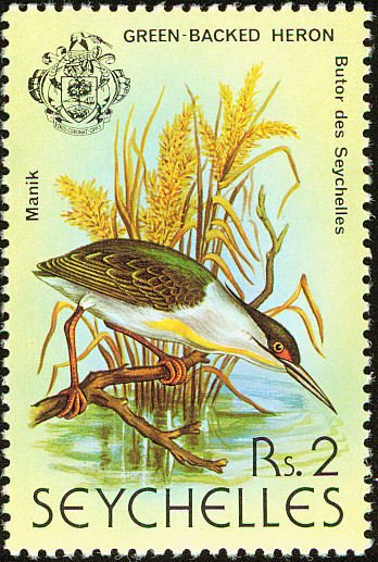 Striated Heron (Butorides striatus)