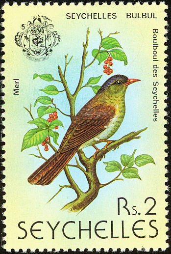Seychelles Bulbul (Hypsipetes crassirostris)