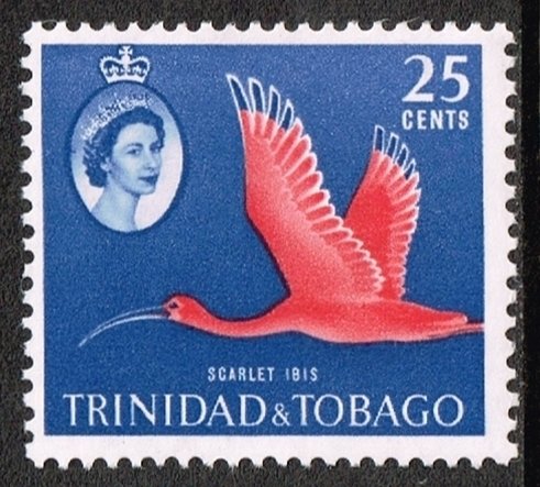 Scarlet Ibis (Eudocimus ruber)