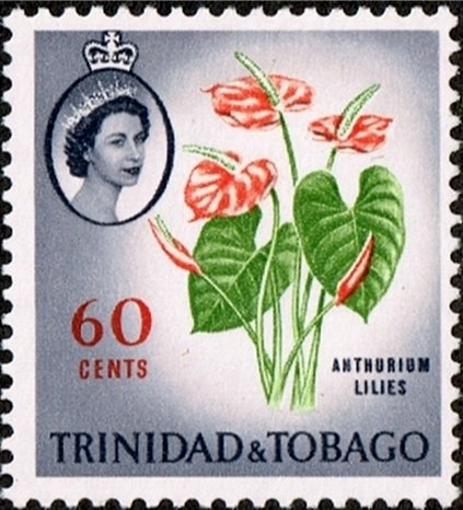 Anthurium (Anthurium sp.)