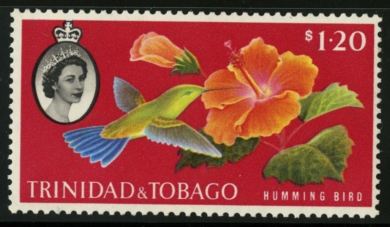 Copper-rumped Hummingbird (Amazilia tobaci), Hibiscus Flower