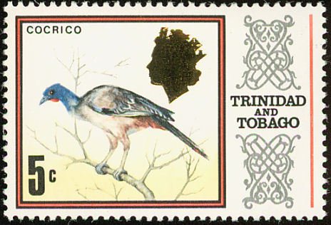 Rufous-vented Chachalaca (Ortalis ruficauda)
