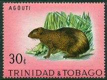 Common Agouti (Dasyprocta aguti) 