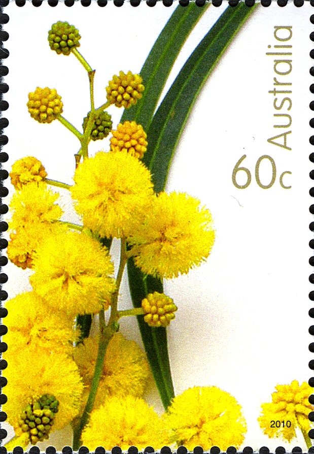 Wattle Flowers